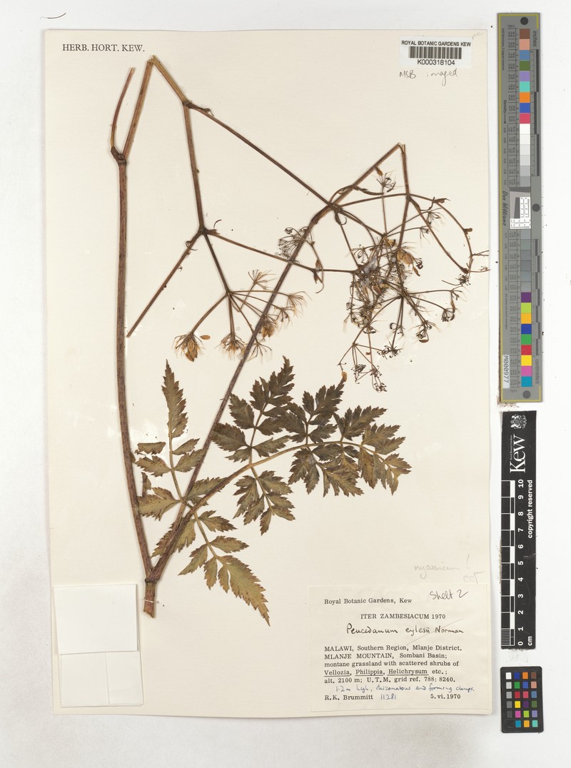Afrosciadium nyassicum photo 6