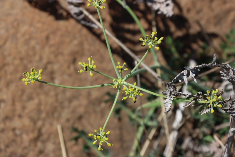 Afrosciadium platycarpum photo 2