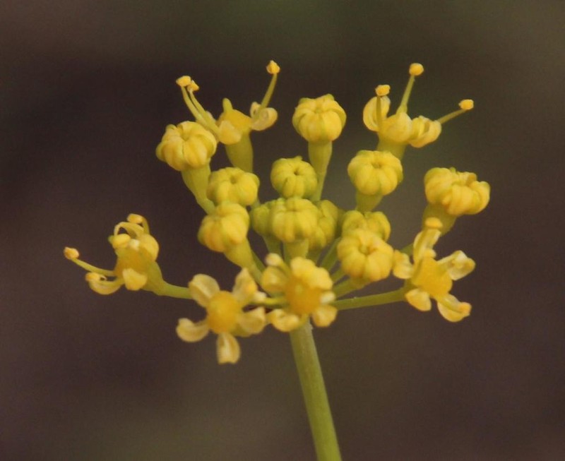 Afrosciadium platycarpum photo 3