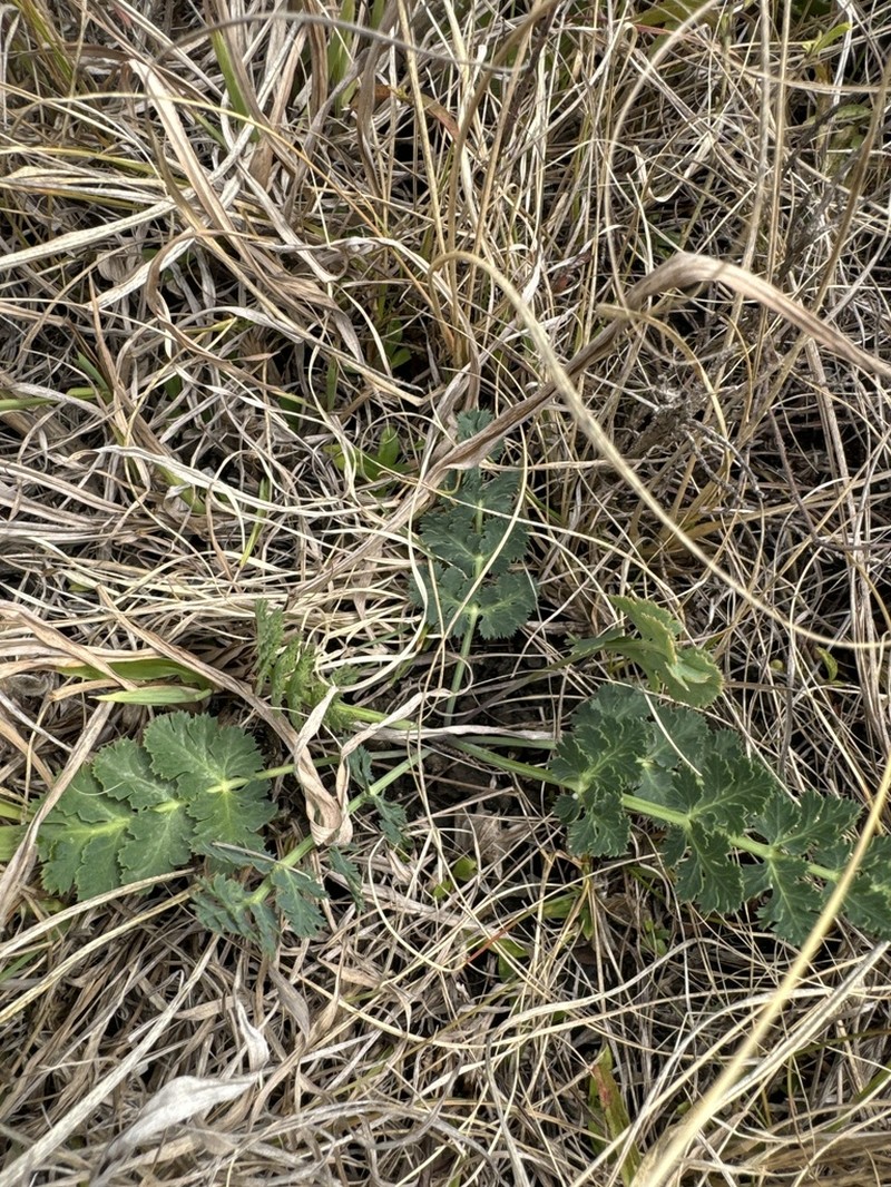 Afrosciadium platycarpum photo 4