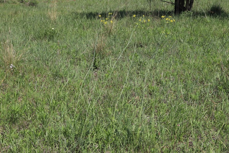 Afrosciadium platycarpum photo 5