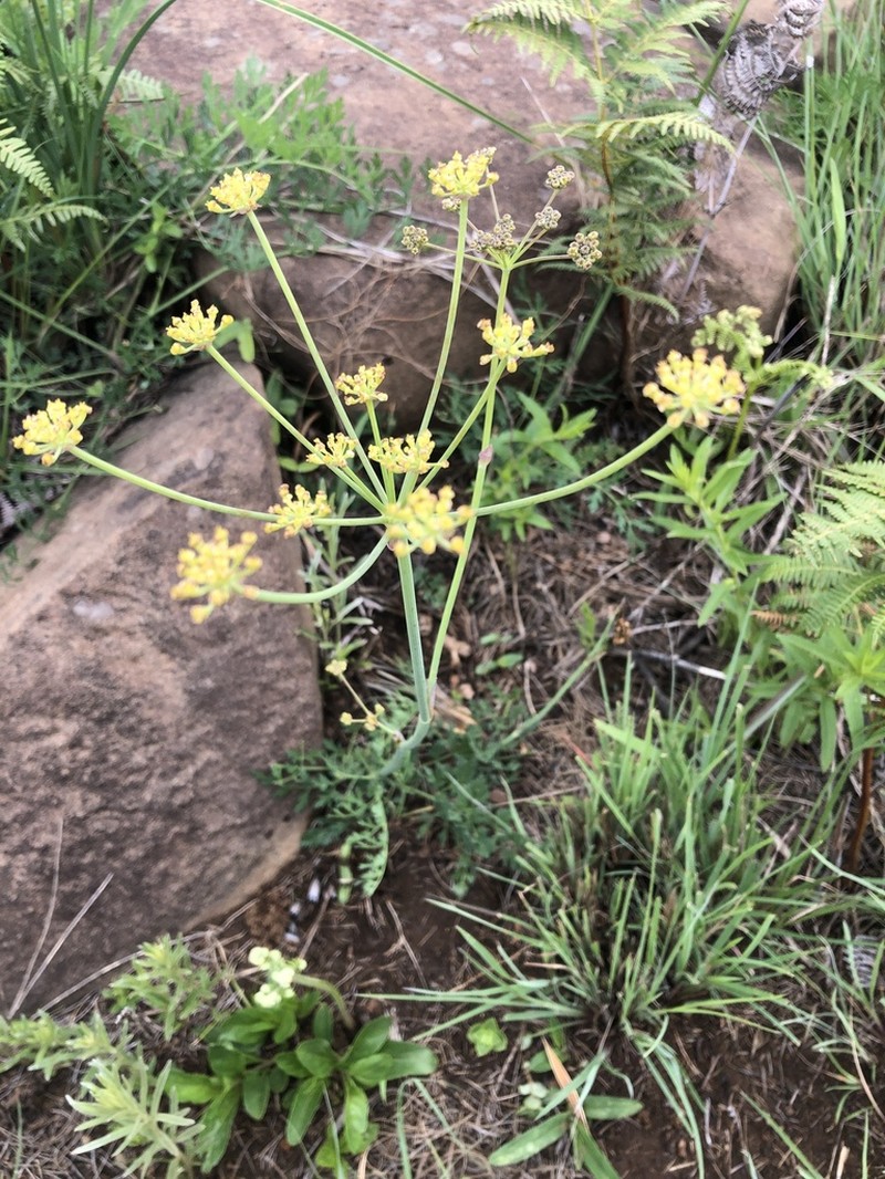 Afrosciadium platycarpum photo 6