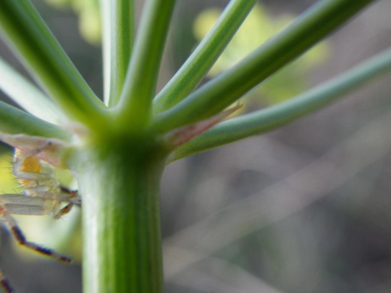 Afrosciadium platycarpum photo 7