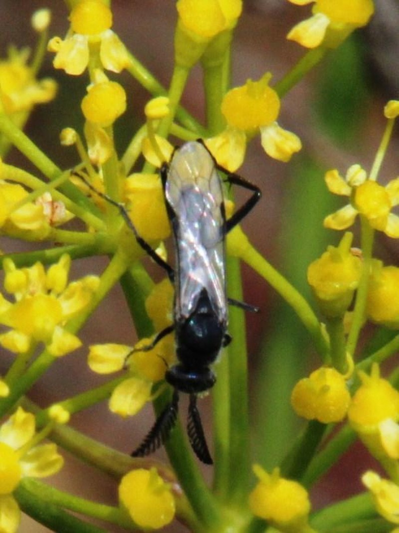 Afrosciadium platycarpum photo 8