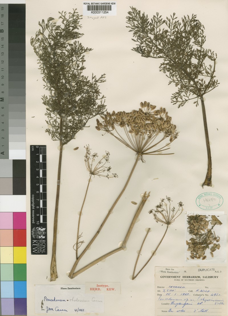 Afrosciadium rhodesicum