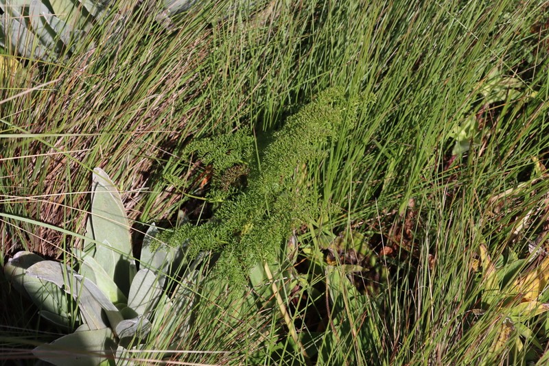 Afrosciadium rhodesicum photo 2