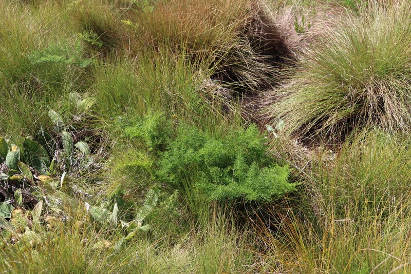 Afrosciadium rhodesicum photo 3