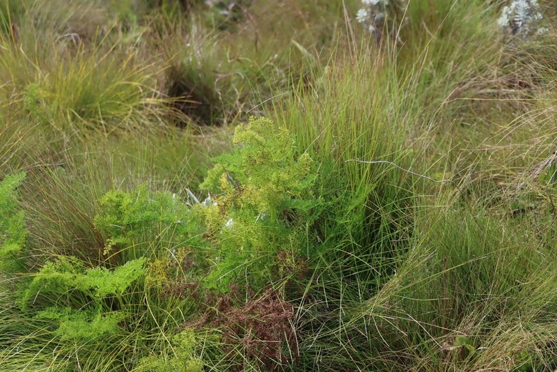Afrosciadium rhodesicum photo 4