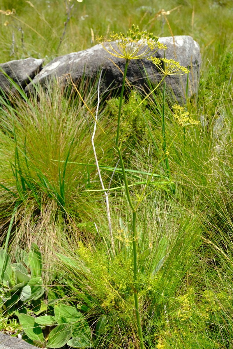 Afrosciadium rhodesicum photo 5