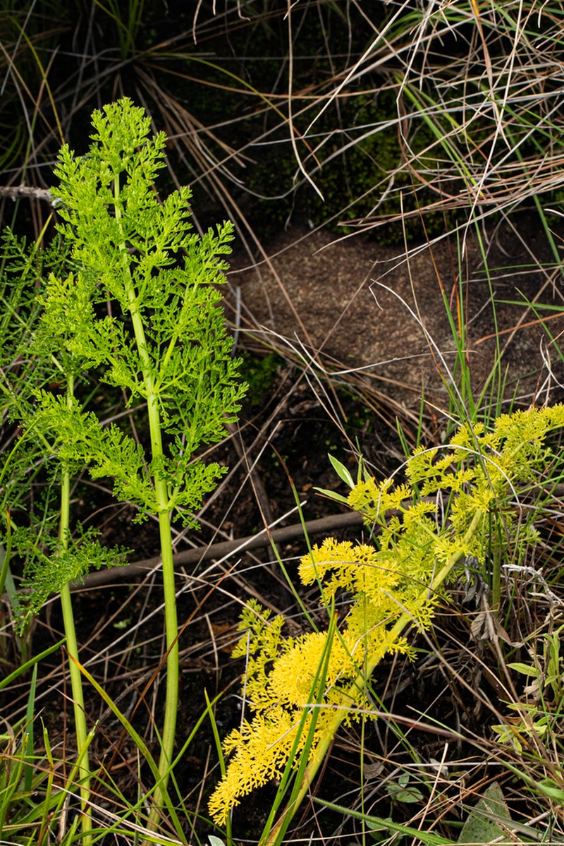 Afrosciadium rhodesicum photo 6