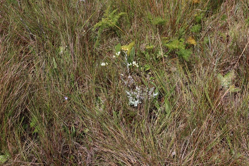 Afrosciadium rhodesicum photo 7