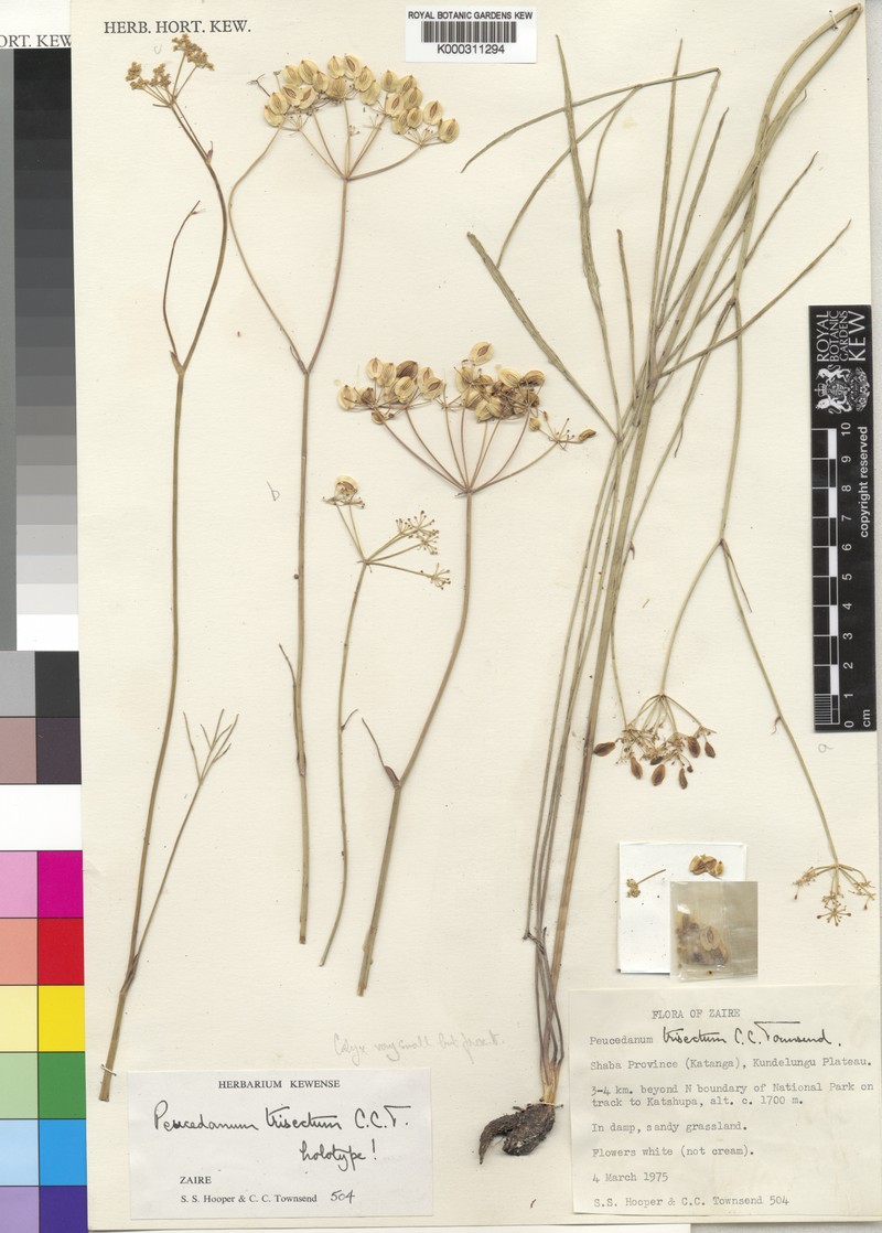 Afrosciadium trisectum