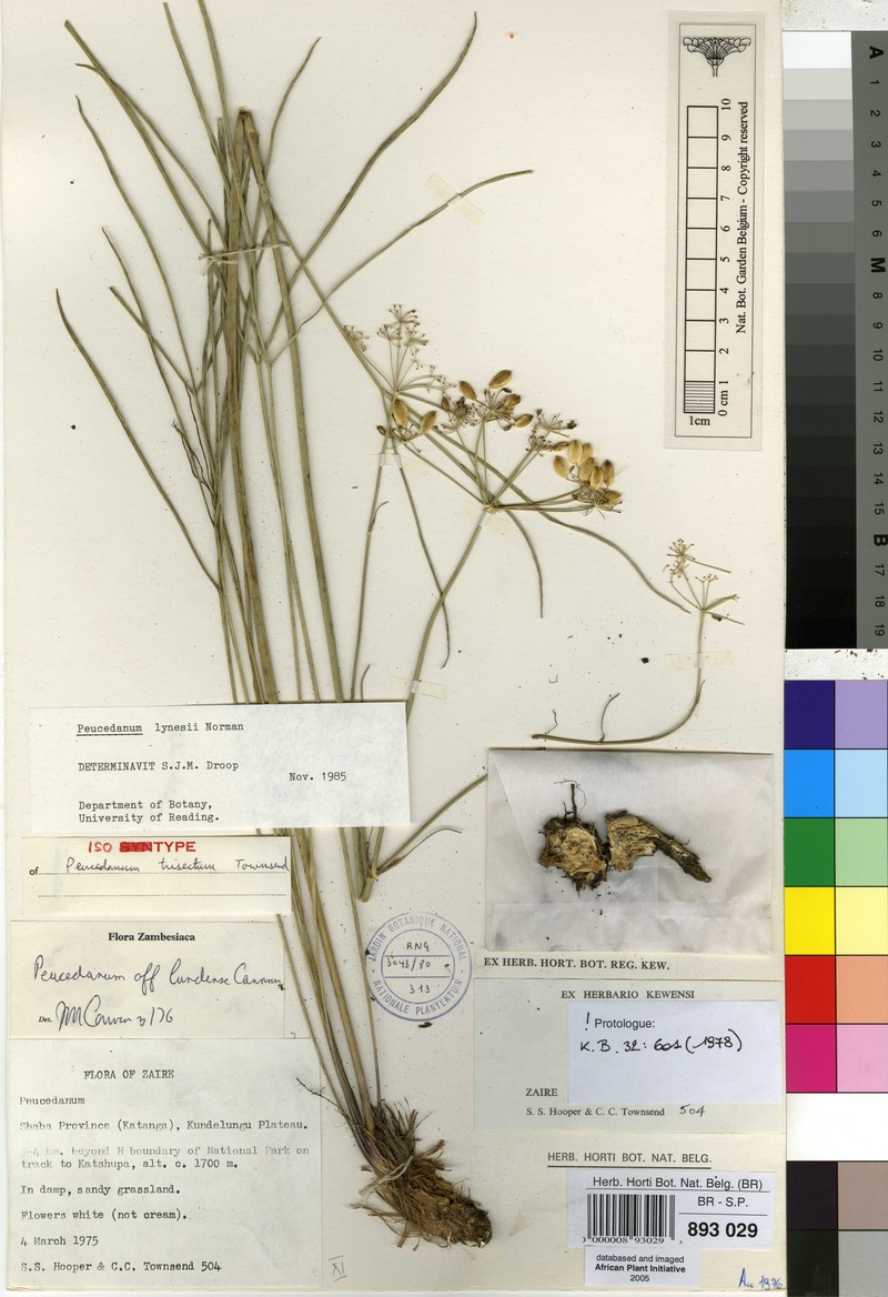 Afrosciadium trisectum photo 2