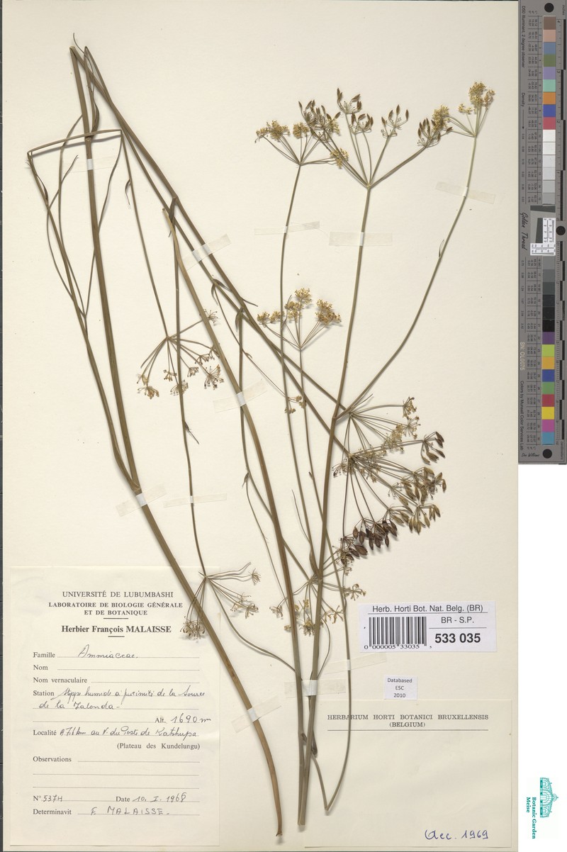 Afrosciadium trisectum photo 3
