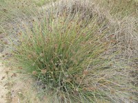 Afroscirpoides dioeca