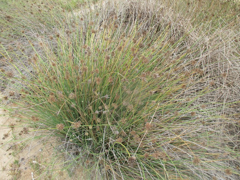 Afroscirpoides dioeca