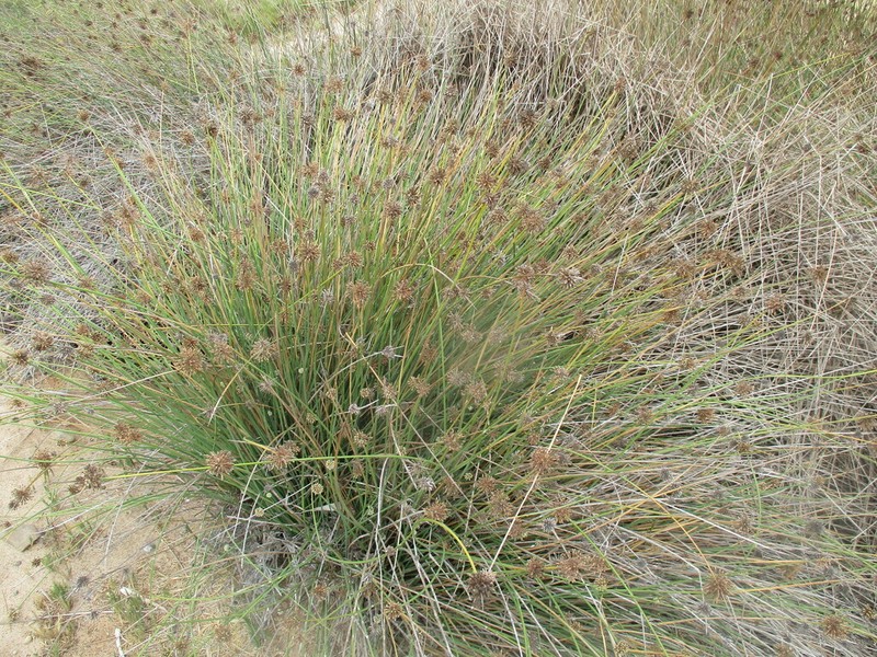 Afroscirpoides dioeca photo 2