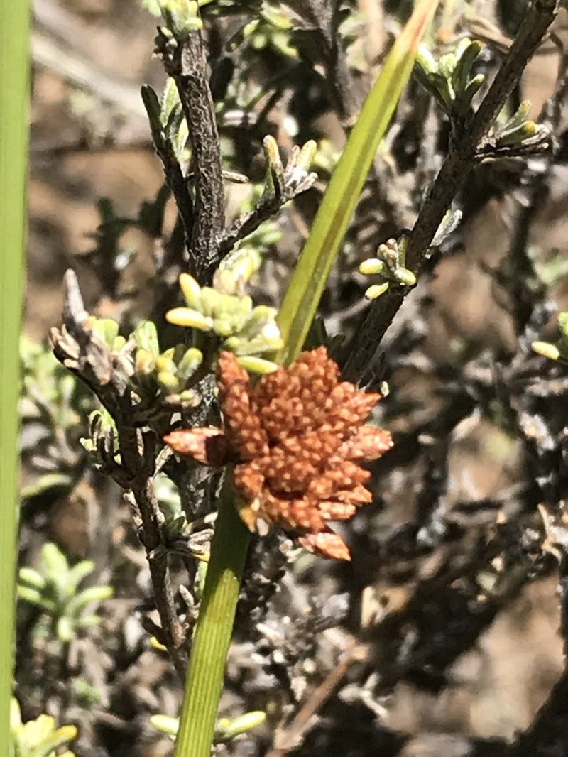 Afroscirpoides dioeca photo 3