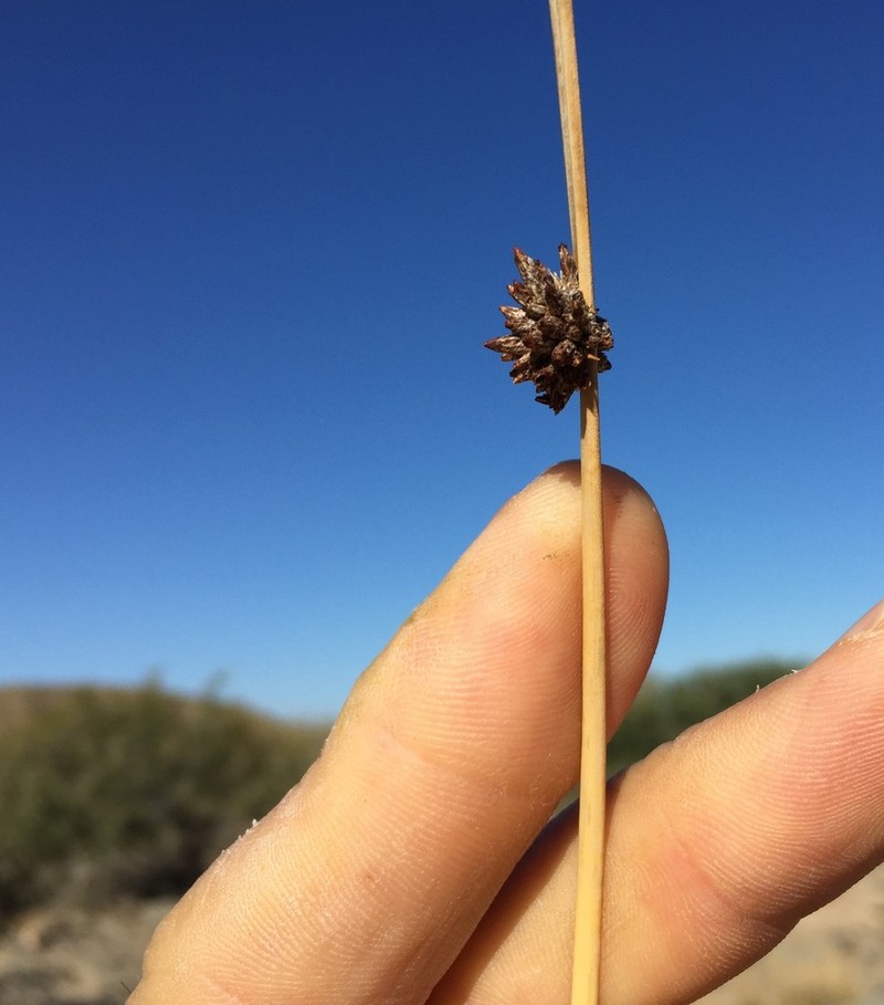 Afroscirpoides dioeca photo 4