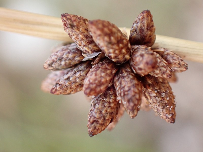 Afroscirpoides dioeca photo 5