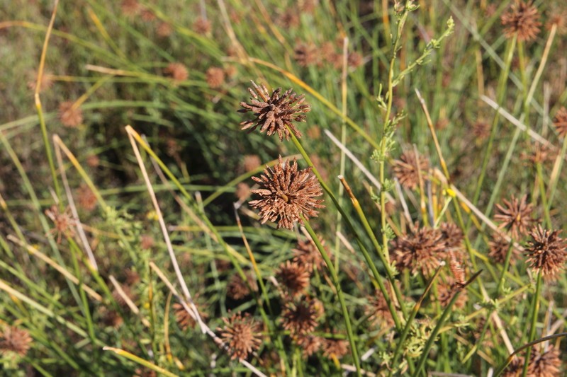 Afroscirpoides dioeca photo 6