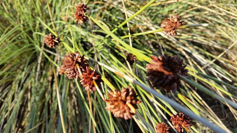 Afroscirpoides dioeca photo 7