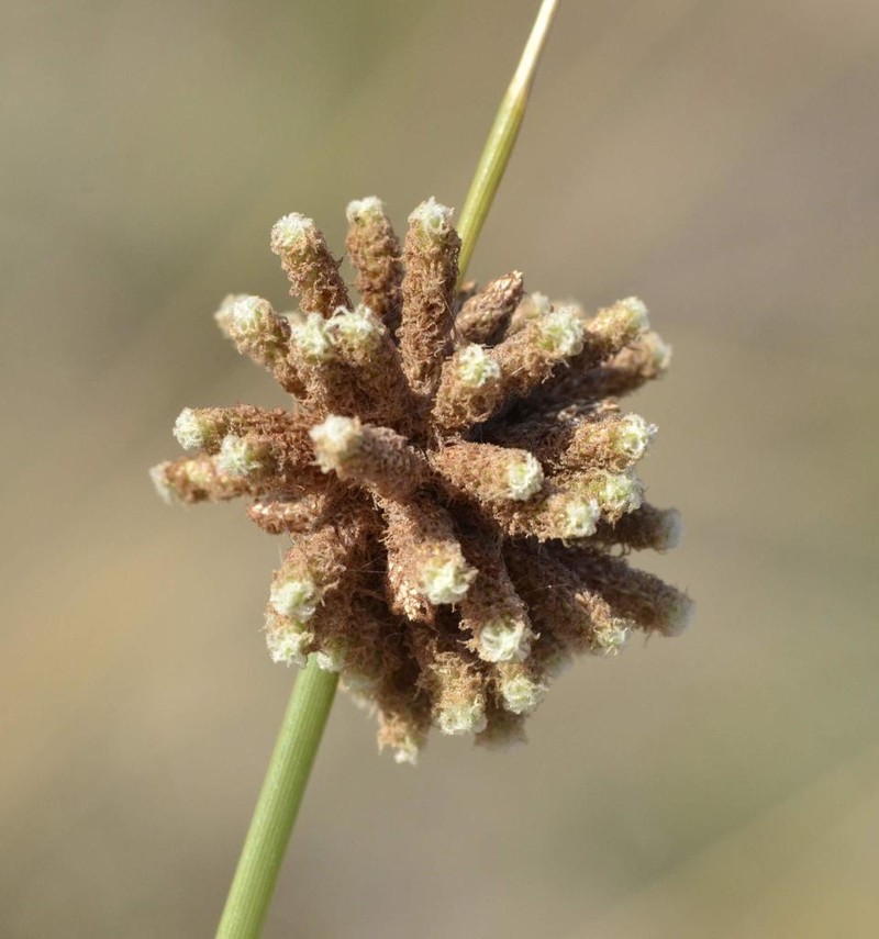 Afroscirpoides dioeca photo 8