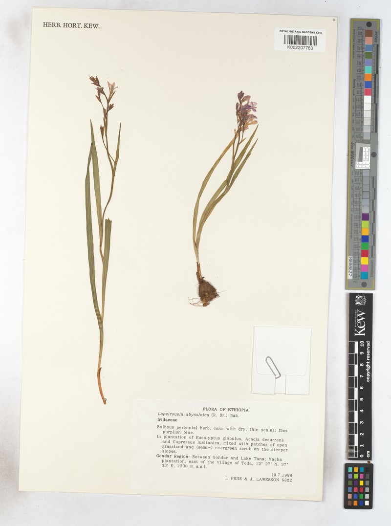 Afrosolen abyssinicus