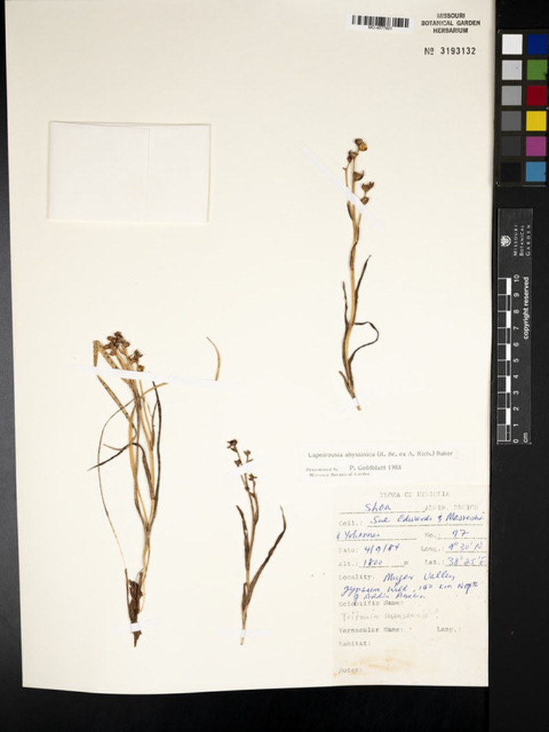Afrosolen abyssinicus photo 2