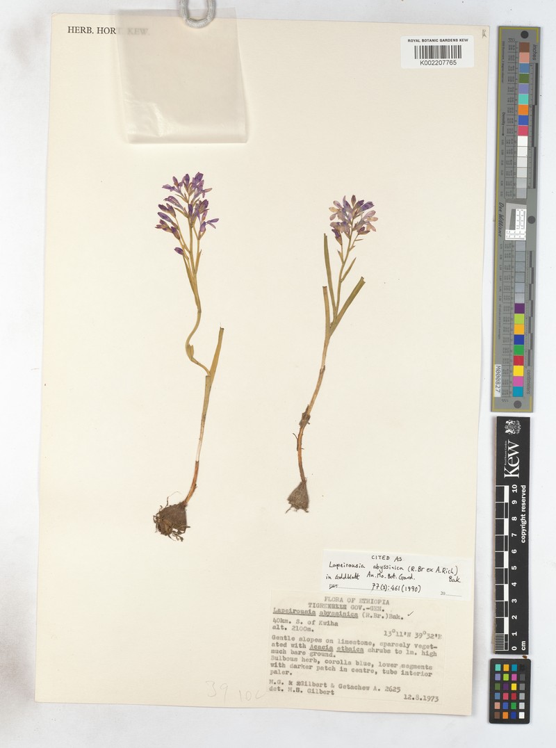 Afrosolen abyssinicus photo 3