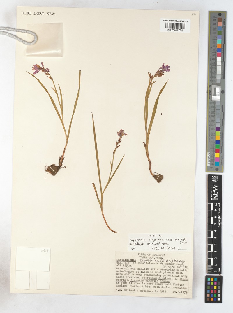 Afrosolen abyssinicus photo 4