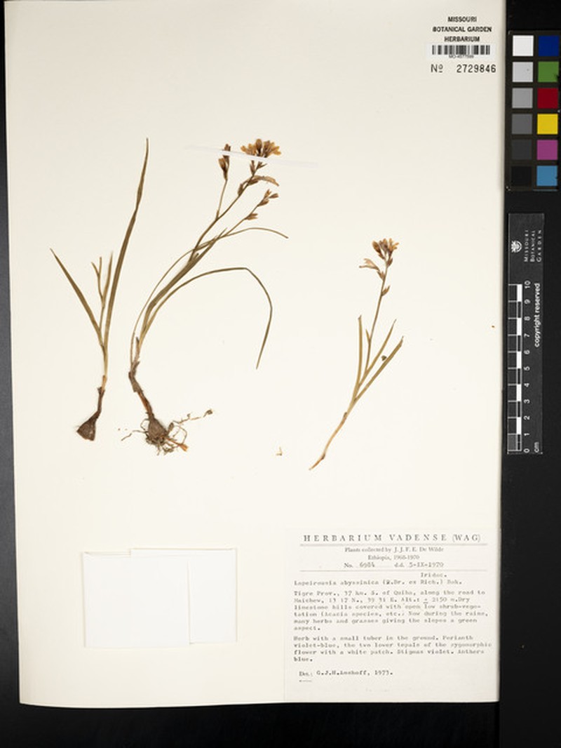 Afrosolen abyssinicus photo 6