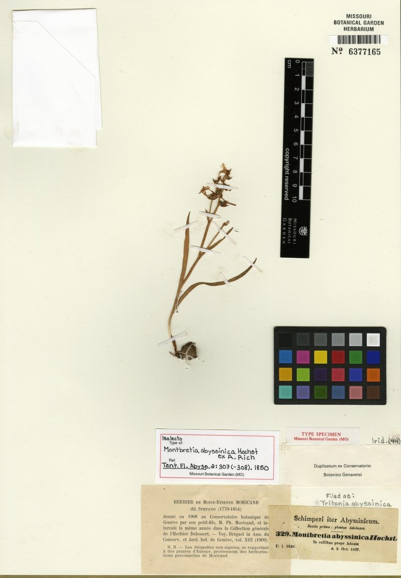 Afrosolen abyssinicus photo 7