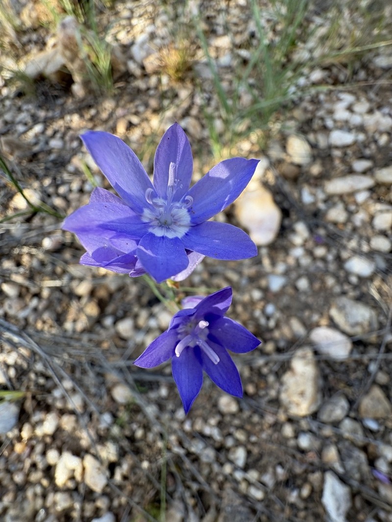 Afrosolen avasmontanus