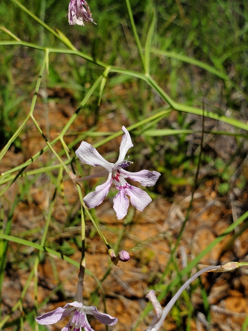 Afrosolen bainesii