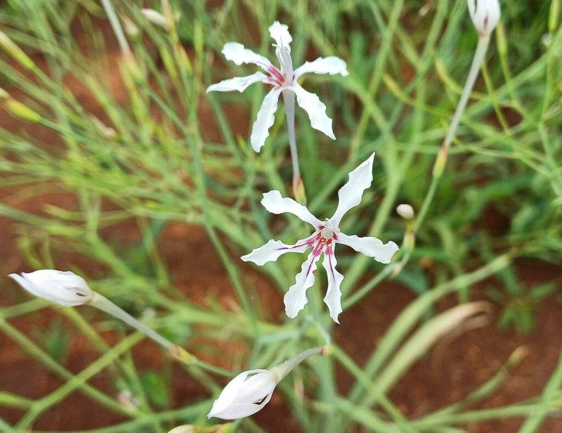 Afrosolen bainesii photo 3