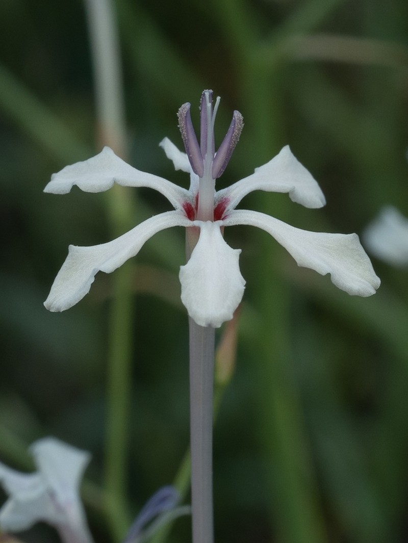 Afrosolen bainesii photo 8