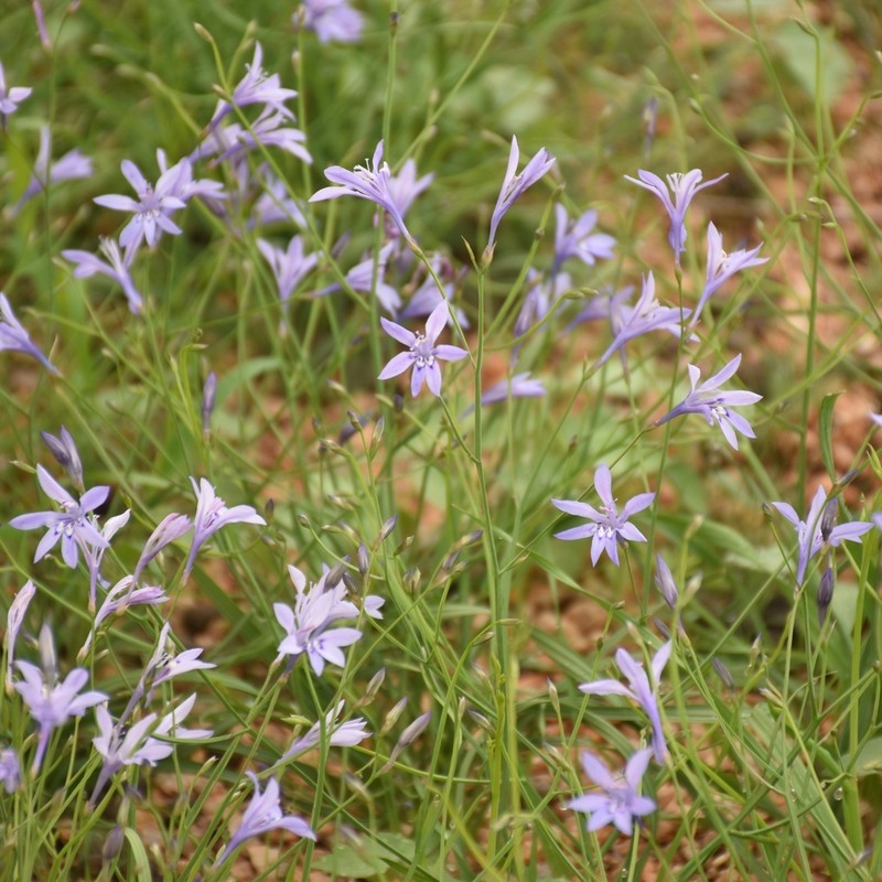 Afrosolen erongoensis