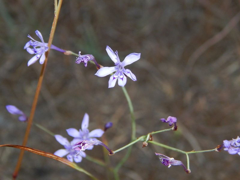 Afrosolen erythranthus