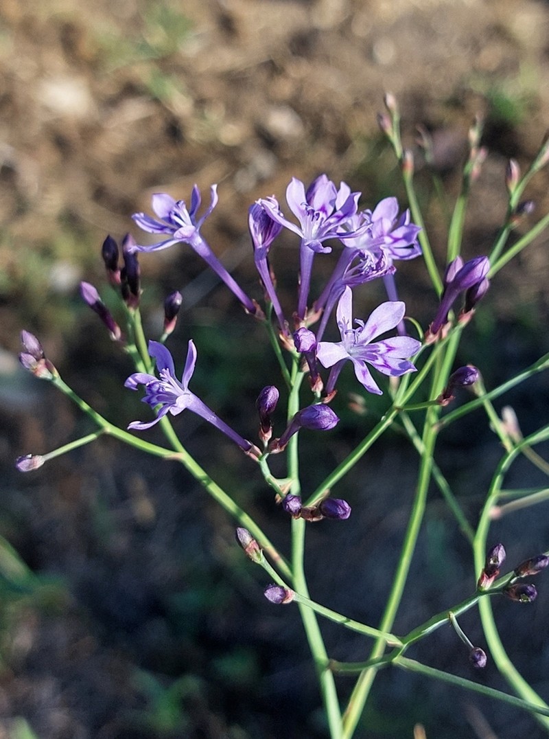 Afrosolen erythranthus photo 2