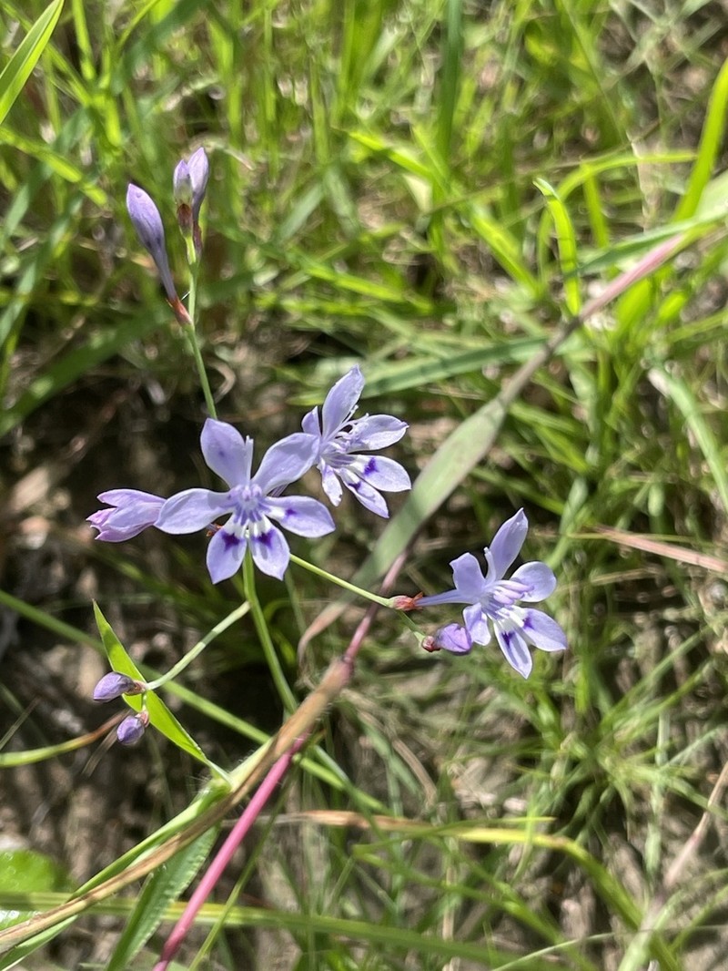 Afrosolen erythranthus photo 3