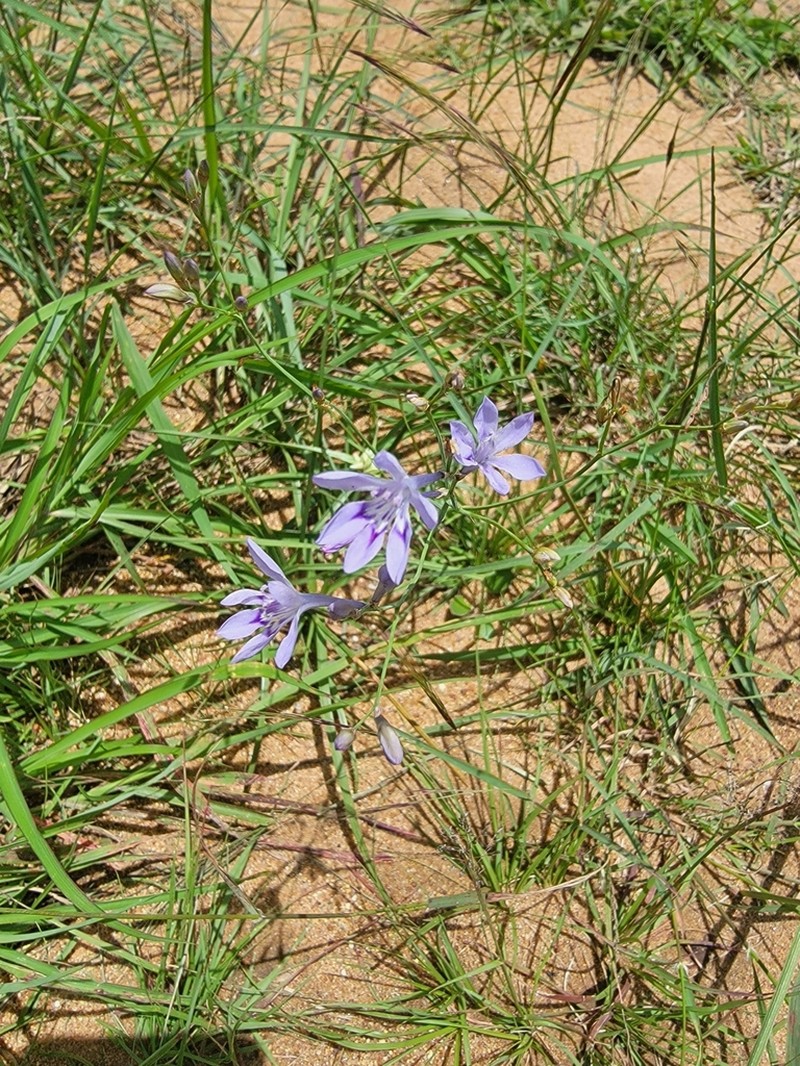 Afrosolen erythranthus photo 4
