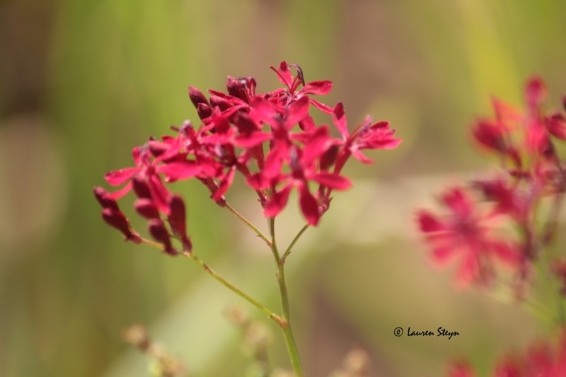 Afrosolen erythranthus photo 5