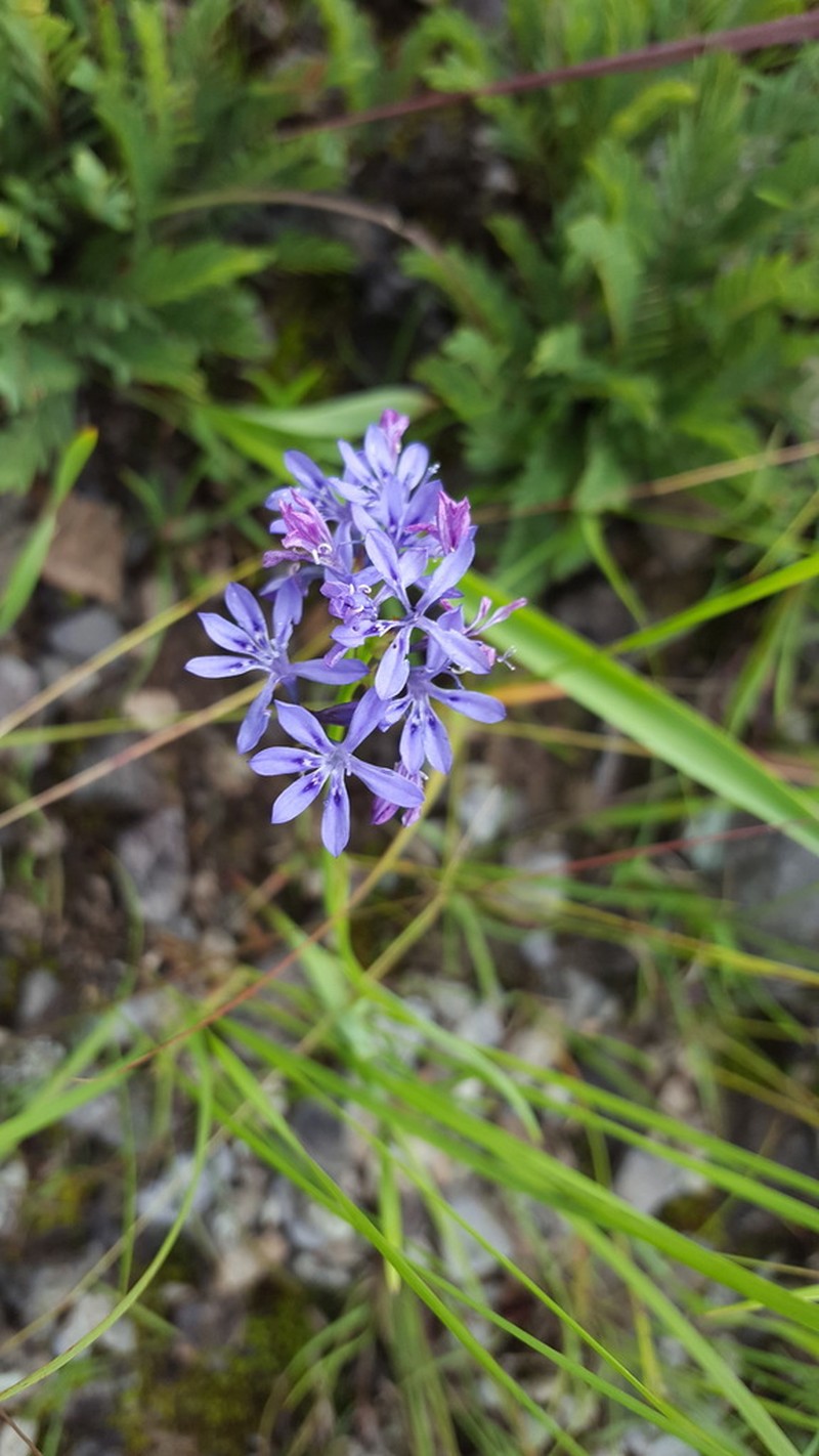 Afrosolen erythranthus photo 6