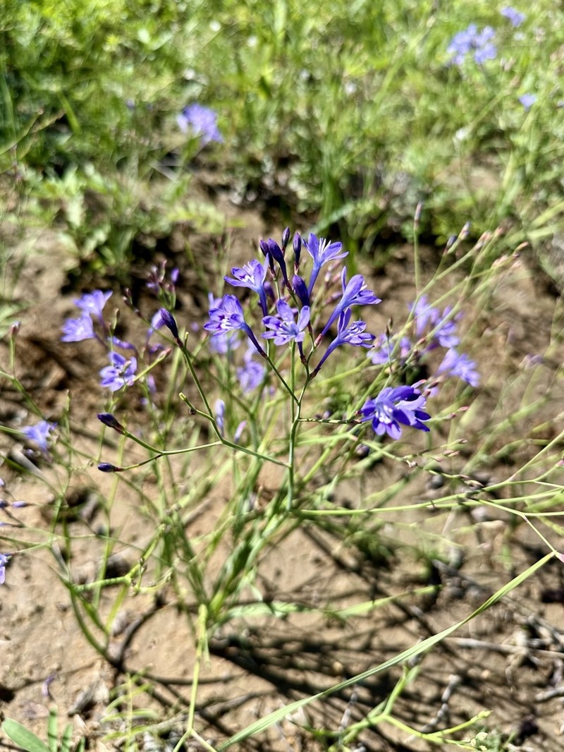 Afrosolen erythranthus photo 7