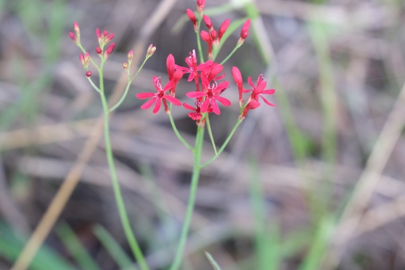 Afrosolen erythranthus photo 8