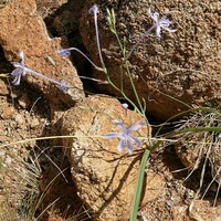 Afrosolen gracilis