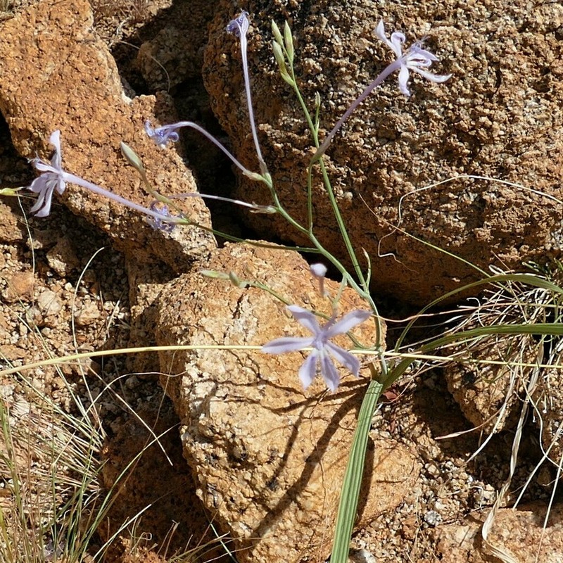 Afrosolen gracilis