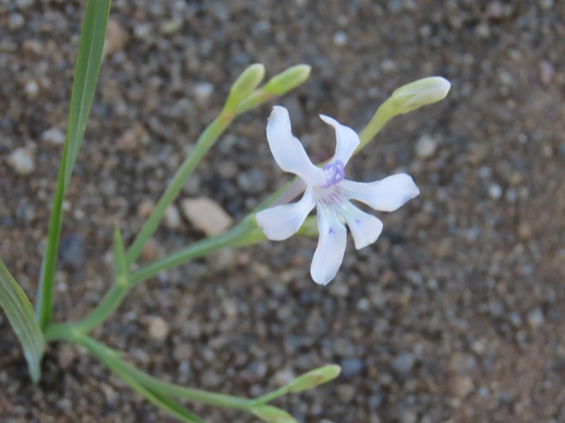 Afrosolen gracilis photo 2