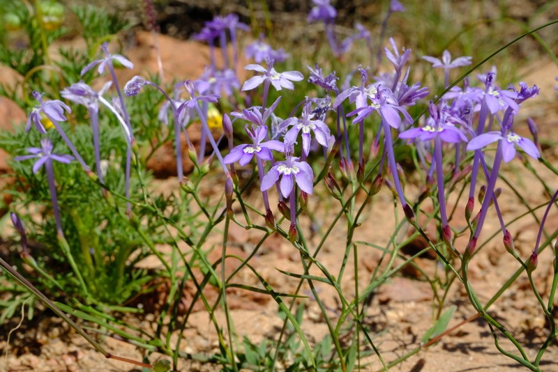 Afrosolen gracilis photo 3
